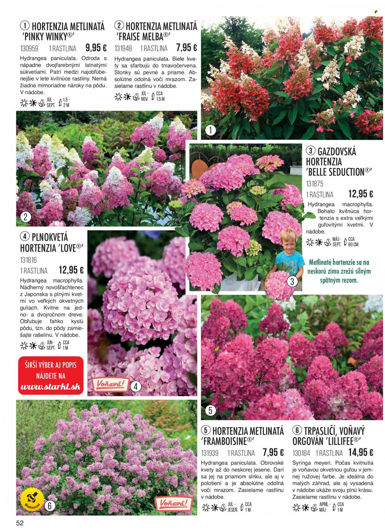 thumbnail - Leták Starkl - Produkty v akcii - vonkajšie rastliny, kvitnúce rastliny, hortenzia. Strana 52.