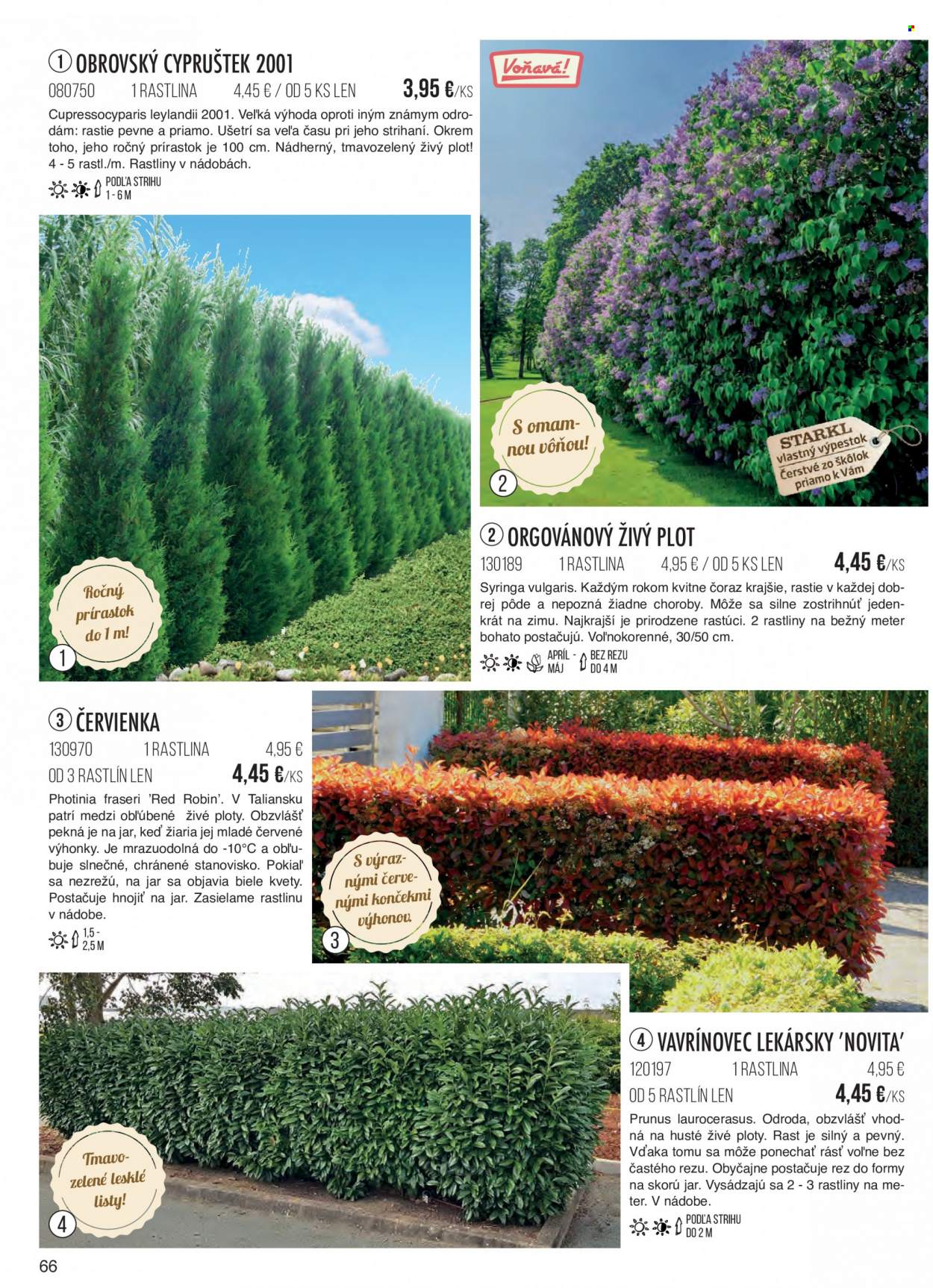 thumbnail - Leták Starkl - Produkty v akcii - zelené rastliny, vonkajšie rastliny, cypruštek. Strana 66.