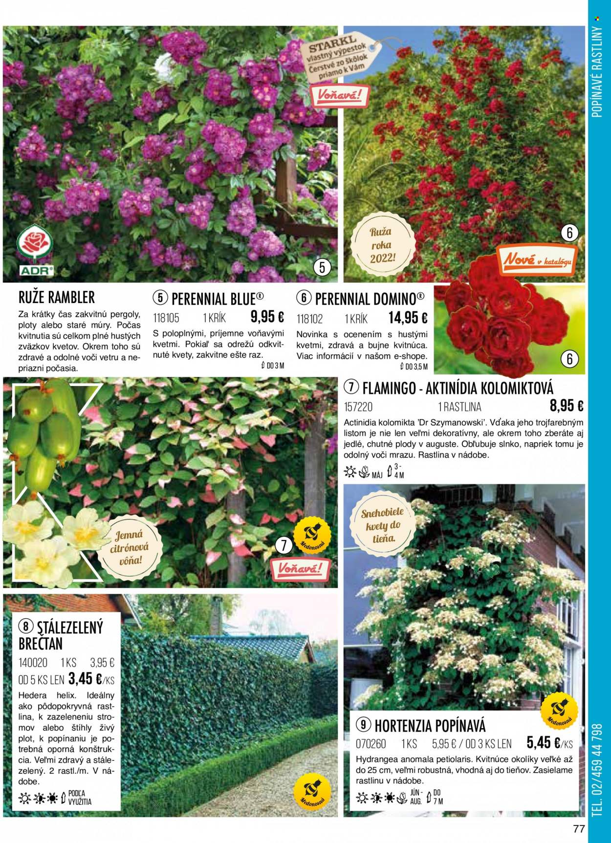 thumbnail - Leták Starkl - Produkty v akcii - vonkajšie rastliny, hortenzia, brečtan, ruža, kvetinová dekorácia, popínavé rastliny. Strana 77.