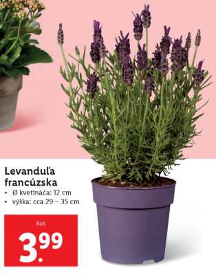 Levanduľa francúzska