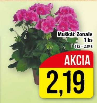 Muškát Zonale