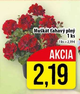 Muškát ťahavý plný
