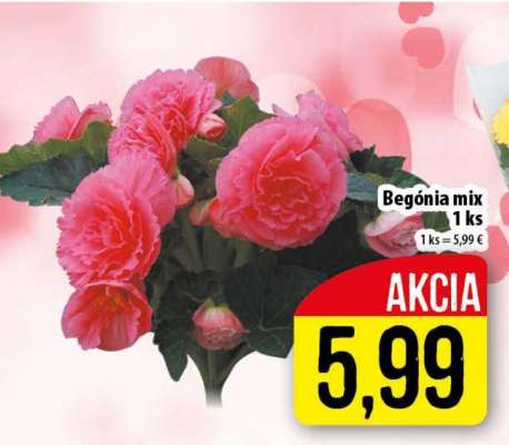 Begónia mix 1 ks