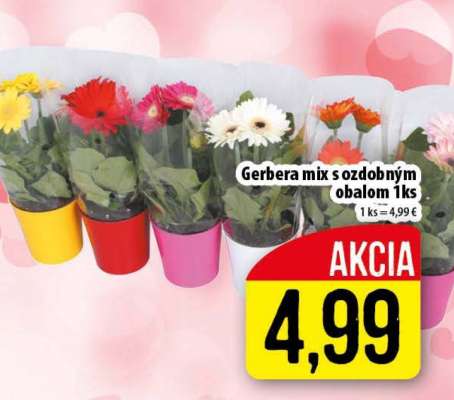 Gerbera mix s ozdobným obalom 1ks