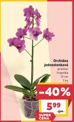 Orchidea jednostonková