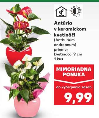 Antúria v keramickom kvetináči