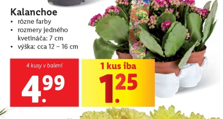 Kalanchoe