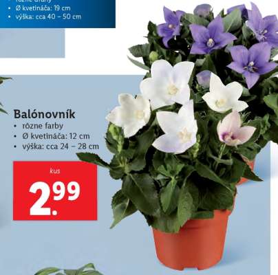 Balónovník