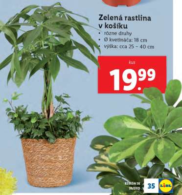 Zelená rastlina v košíku