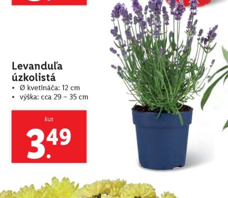 Levanduľa úzkolistá