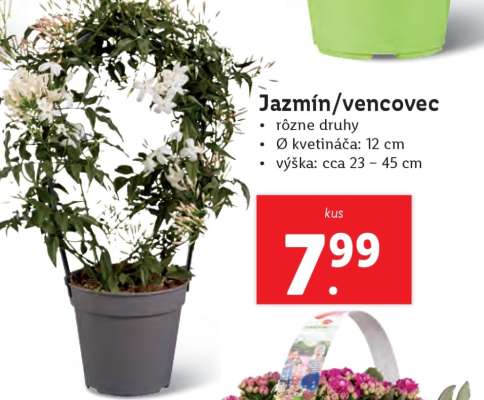 Jazmín/vencovec