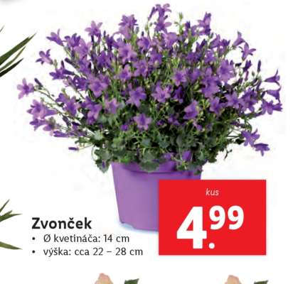 Zvonček