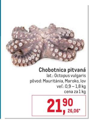 Chobotnica pitvaná