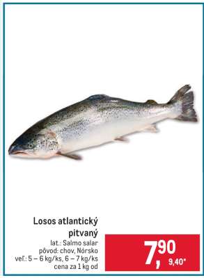 Losos atlantický pitvaný