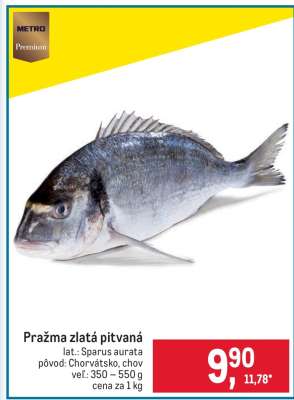 Pražma zlatá pitvaná
