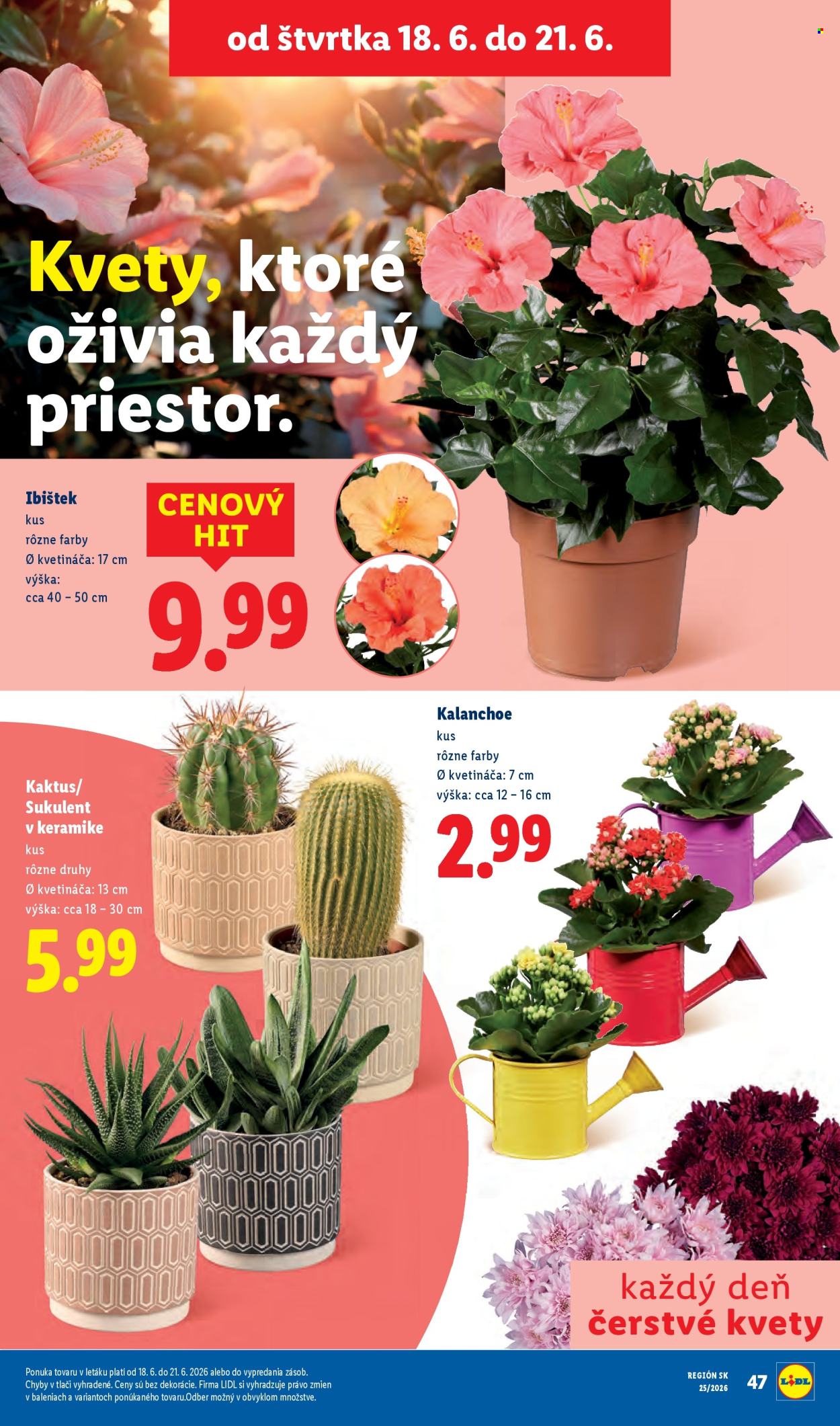Leták Lidl - 15.6.2026 - 21.6.2026. Strana 79