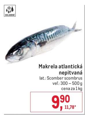 Makrela atlantická nepitvaná