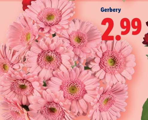 Gerbery