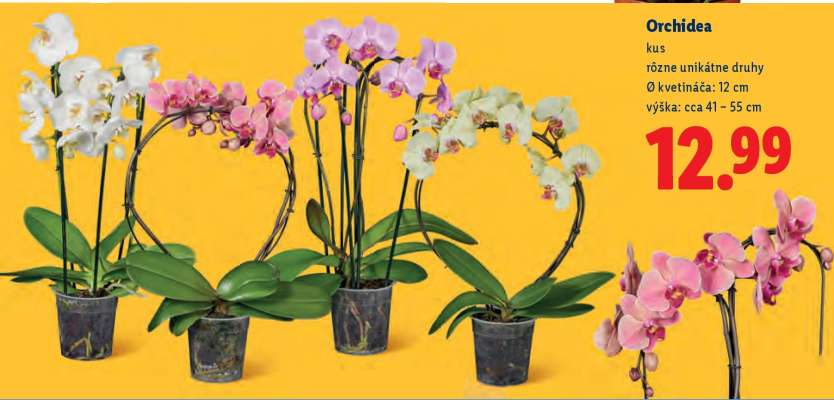 Orchidea
