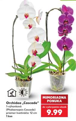 Orchidea Cascade