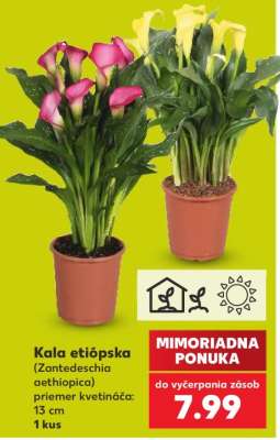 Kala etiópska