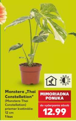 Monstera „Thai Constellation“