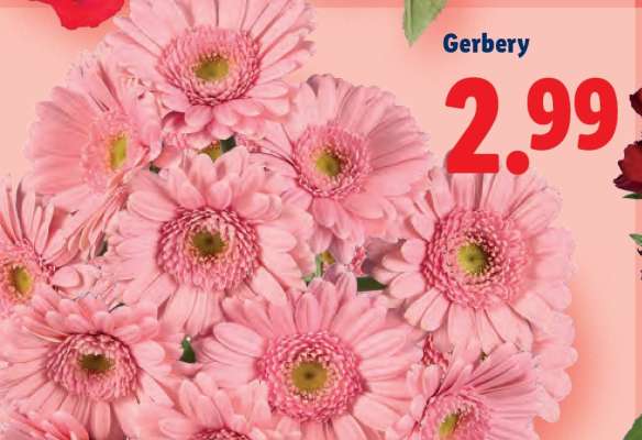 Gerbery