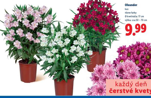 Oleander