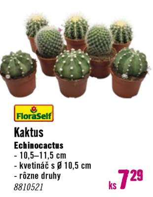 Kaktus