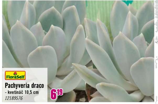 Pachyveria draco