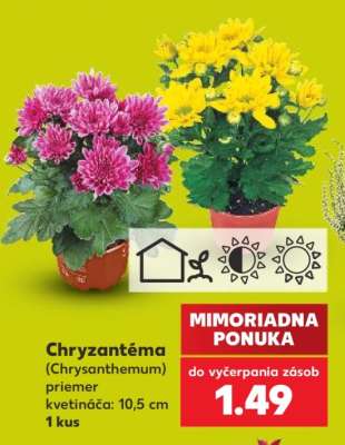 Chryzantéma