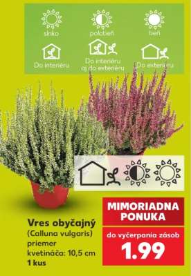 Vres obyčajný