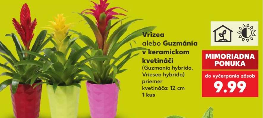 Vrieza alebo Guzmánia v keramickom kvetináči