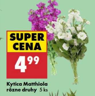 Kytica Matthiola rôzne druhy 5 ks