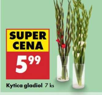 Kytica gladiol 7 ks