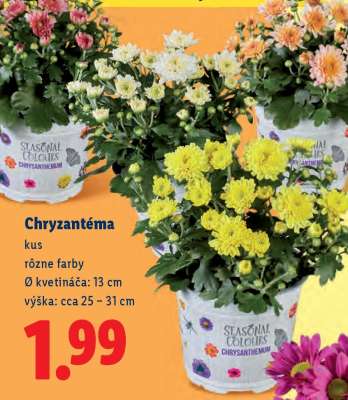Chryzantéma