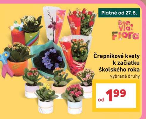 Črepníkové kvety k začiatku školského roka