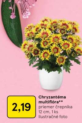 Chryzantéma – multiflóra