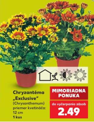 Chryzantéma „Exclusive“