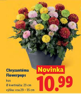 Chryzantéma Flowerpops