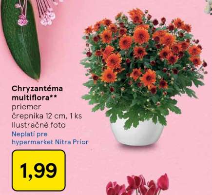 Chryzantéma – multiflóra