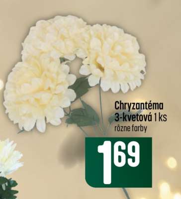 Chryzantéma 3-kvetová 1 ks