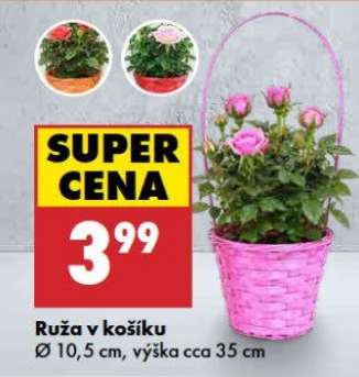 Ruža v košíku