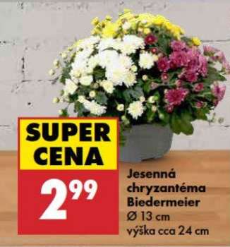 Jesenná chryzantéma Biedermeier