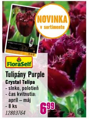 Tulipány Purple