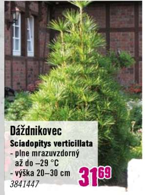 Dáždnikovec