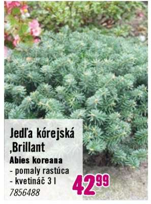 Jedľa kórejská ,Brillant