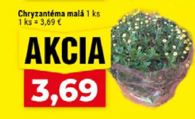 Chryzantéma malá